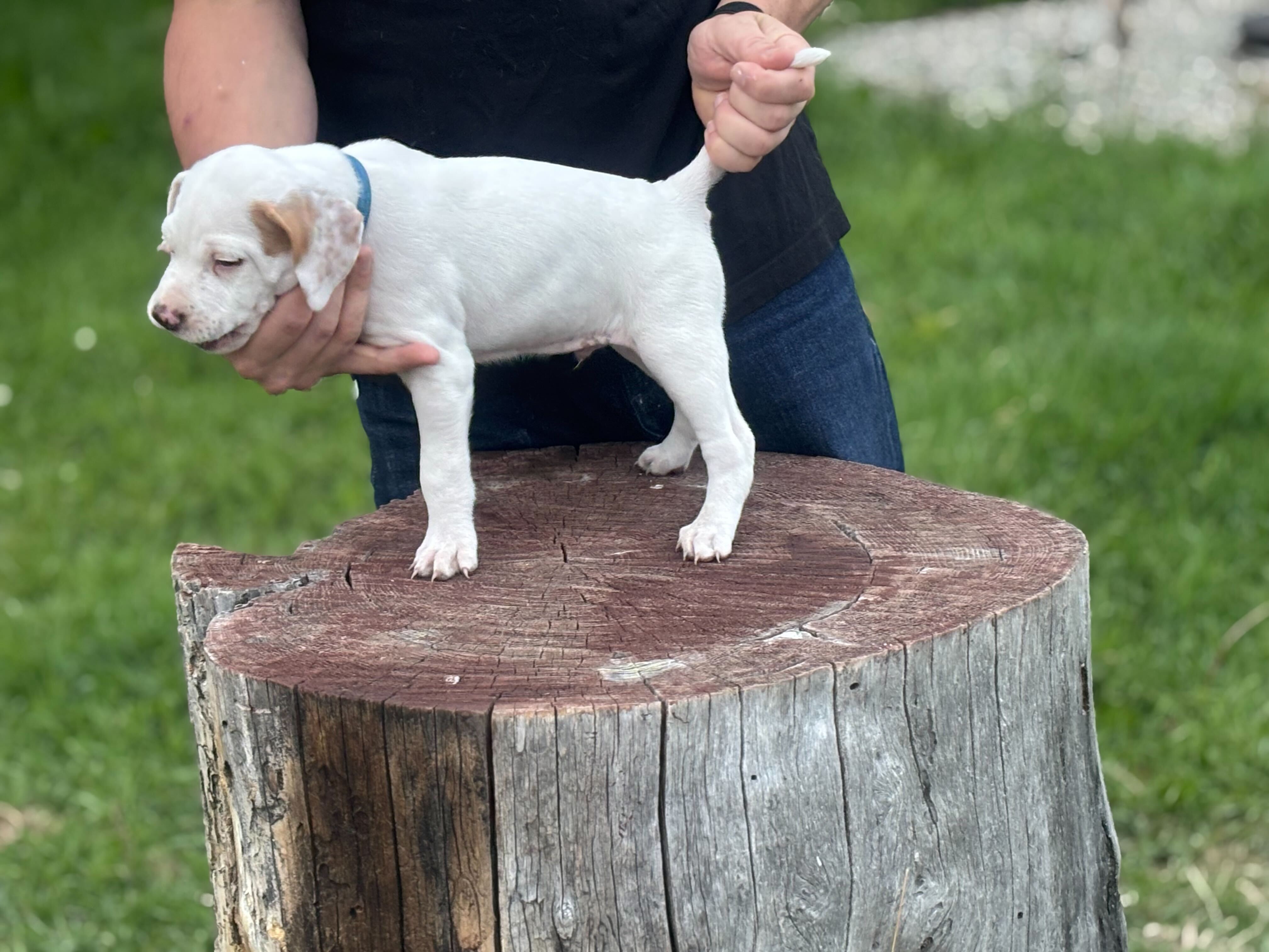 EM HILLBILLY BONE – (BILLY)